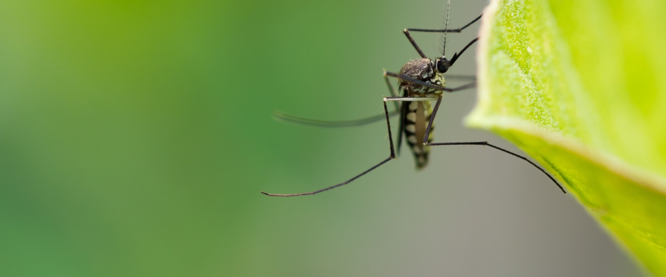 How to Reduce Mosquito Breeding Areas Around Your New Braunfels Home