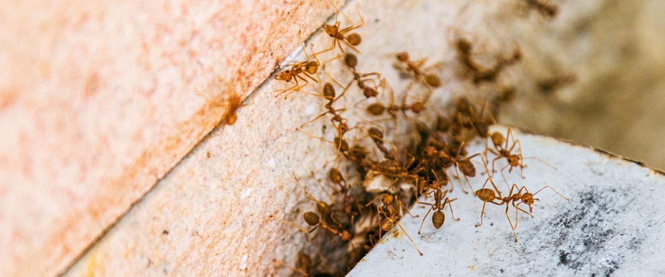Fire Ants in New Braunfels, TX: What Homeowners Need to Know