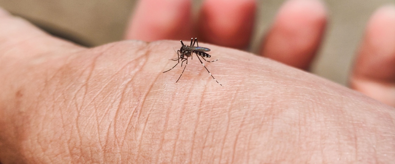 What Attracts Mosquitoes to Your Yard in New Braunfels?