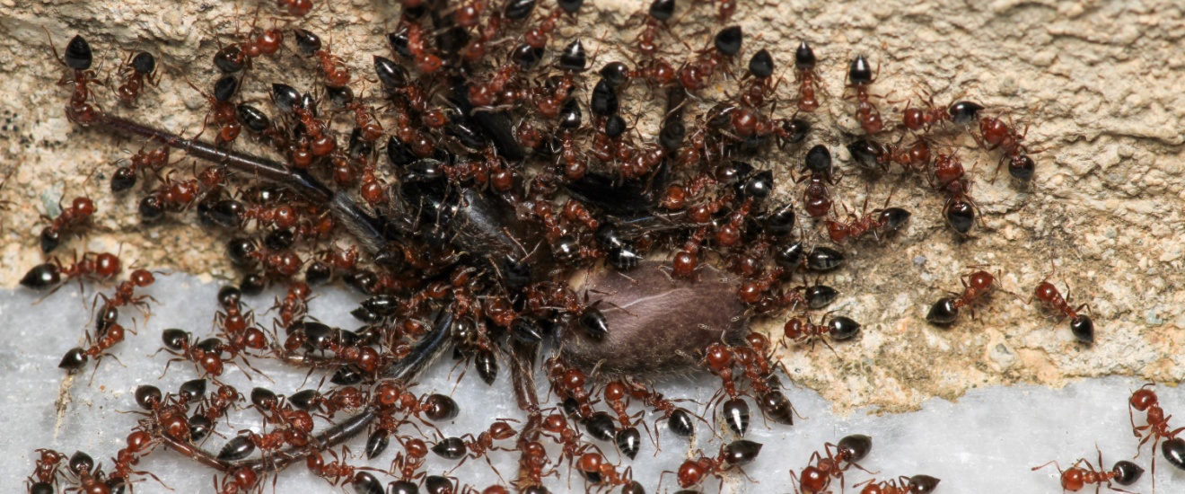 Why Are There So Many Ants in My New Braunfels Home?