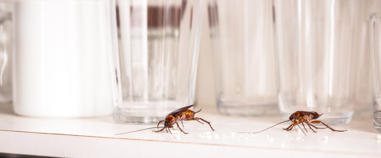 Why Do Bugs Keep Coming Back After I Spray in New Braunfels?