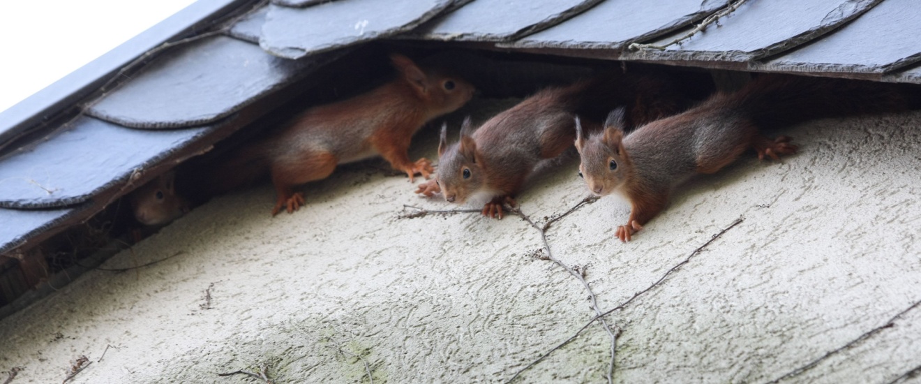 What Wildlife Problems Are Most Common in New Braunfels Homes?
