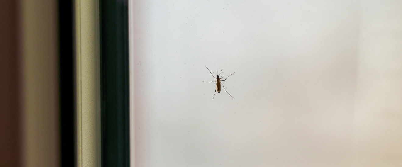 Does Living Near the Guadalupe River Increase Mosquito Problems?