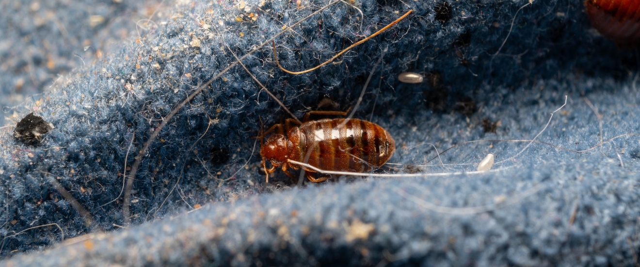 How Do Bed Bugs Get Into New Braunfels Homes?