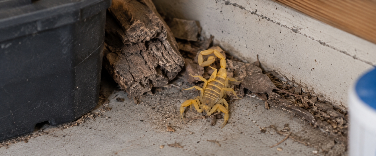 Where Do Scorpions Hide Around New Braunfels Homes?