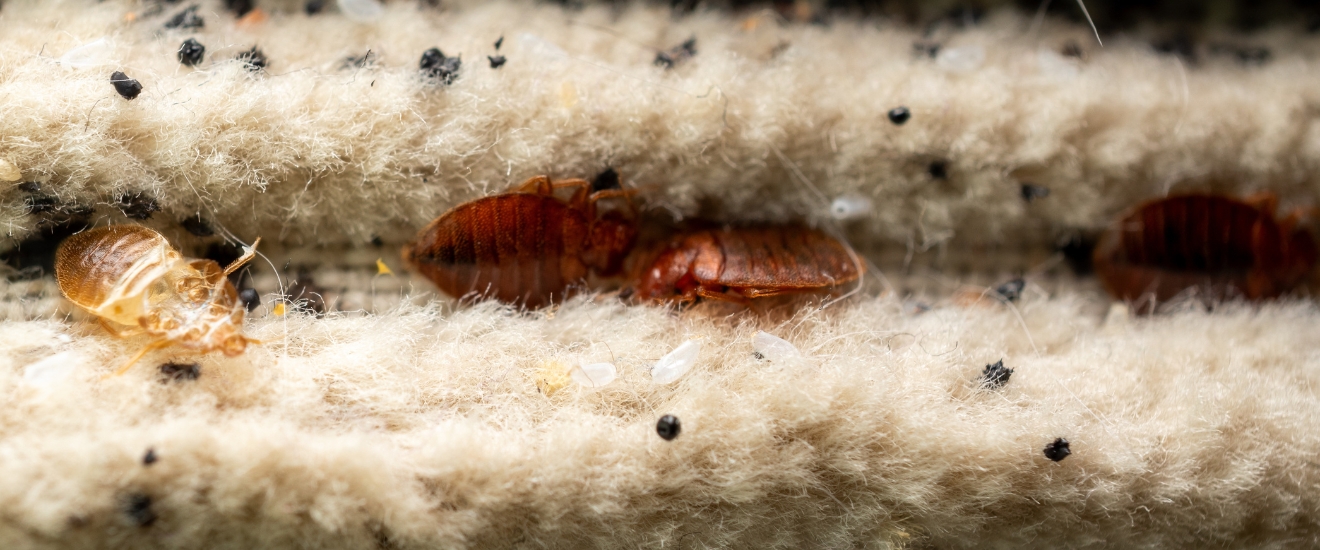 Why Are Bed Bugs Becoming More Common in New Braunfels, TX?